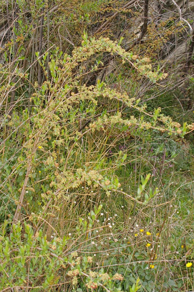 Coriaria myrtifolia / Coriaria, Sommacco provenzale